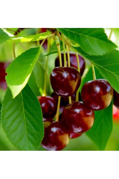 Вишня Ерді Крупноплідна - великі темно-червоні плоди